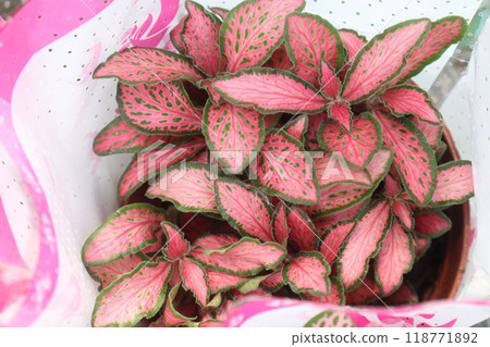 Fittonia plant on nursery for sell are cash crops Fittonia plant on nursery for sell are cash crops 118771892