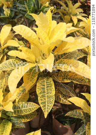 Garden croton tree plant on farm 118771894
