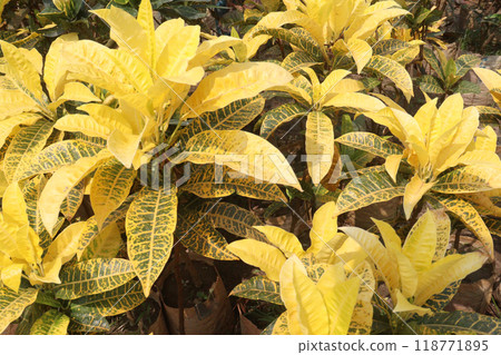 Garden croton tree plant on farm 118771895