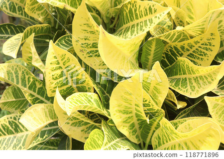 Garden croton tree plant on farm Garden croton tree plant on farm 118771896