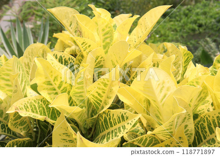Garden croton tree plant on farm Garden croton tree plant on farm 118771897