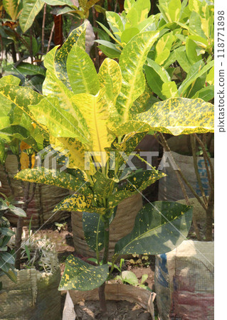 Garden croton tree plant on farm 118771898