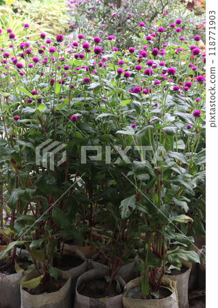 Globe amaranth flower plant on nursery 118771903