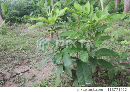 Glycosmis fruit, medicinal plant on forest Glycosmis fruit, medicinal plant on forest 118771912