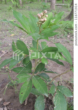 Glycosmis fruit, medicinal plant on forest Glycosmis fruit, medicinal plant on forest 118771914