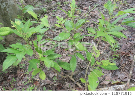 Glycosmis fruit, medicinal plant on forest Glycosmis fruit, medicinal plant on forest 118771915