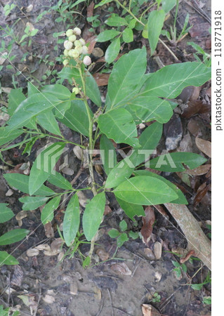 Glycosmis fruit, medicinal plant on forest 118771918