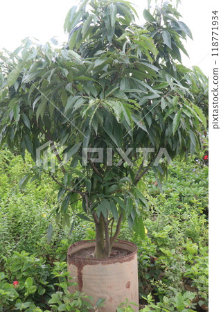 lychee plant on farm for sell 118771934