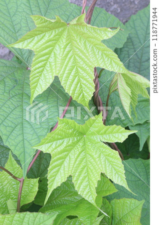 Merremia vitifolia ornamental plant on garden 118771944