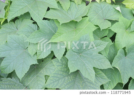 Merremia vitifolia ornamental plant on garden 118771945