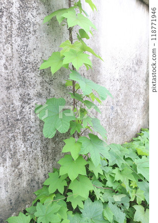 Merremia vitifolia ornamental plant on garden Merremia vitifolia ornamental plant on garden 118771946