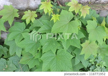 Merremia vitifolia ornamental plant on garden Merremia vitifolia ornamental plant on garden 118771952