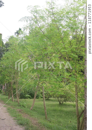 Moringa plant on farm for harvest 118771953