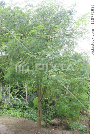 Moringa plant on farm for harvest Moringa plant on farm for harvest 118771955