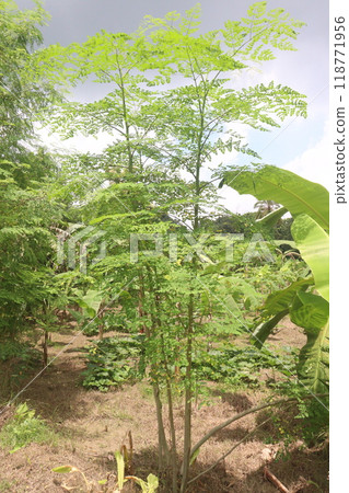 Moringa plant on farm for harvest 118771956