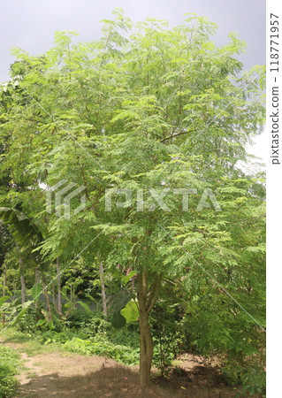 Moringa plant on farm for harvest 118771957