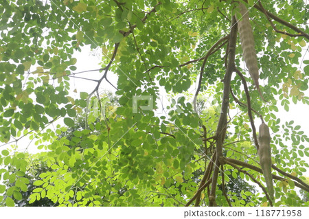 Moringa plant on farm for harvest Moringa plant on farm for harvest 118771958