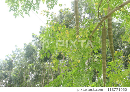 Moringa plant on farm for harvest Moringa plant on farm for harvest 118771960