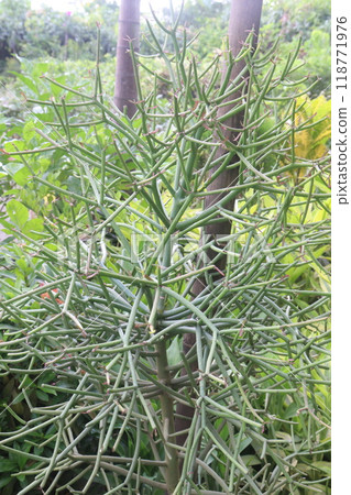 Pencil cactus tree on hanging pot in farm Pencil cactus tree on hanging pot in farm 118771976