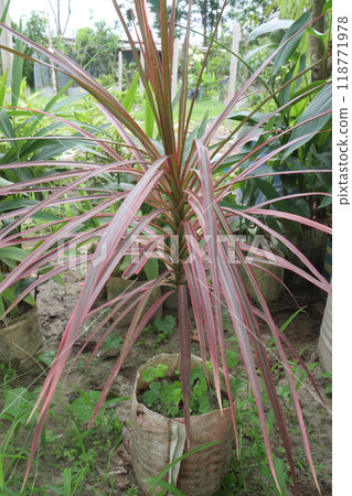 phormium jester plant on nursery 118771978