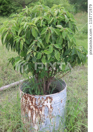 Phytolacca dioica plant on nursery for sell 118771979