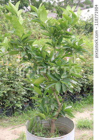 Pomelo on tree in farm Pomelo on tree in farm 118771984