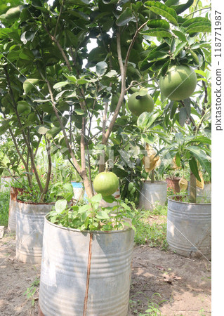Pomelo on tree in farm Pomelo on tree in farm 118771987
