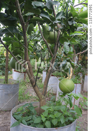 Pomelo on tree in farm Pomelo on tree in farm 118771991