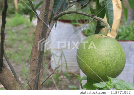 Pomelo on tree in farm Pomelo on tree in farm 118771992