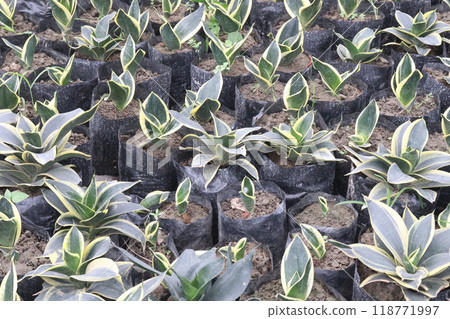 Sansevieria Black Gold leaf plant Sansevieria Black Gold leaf plant 118771997