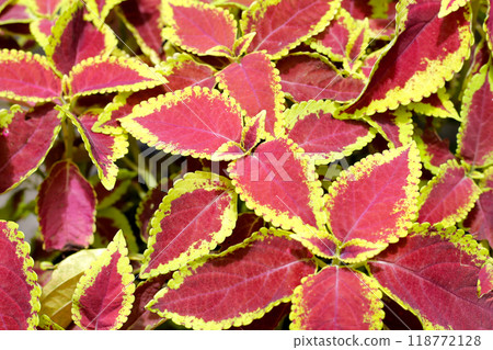Painted nettle plant in the garden Painted nettle plant in the garden 118772128