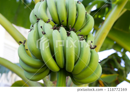 Banana fruits. A cluster of bananas Banana fruits. A cluster of bananas 118772169