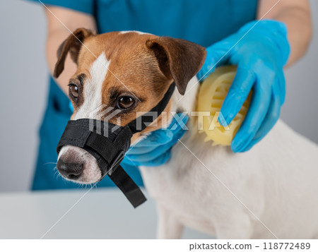 A groomer brushes a dog with a silicone brush. Jack Russell Terrier wearing a muzzle during a beauty procedure.  118772489
