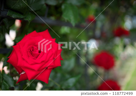 Close up of a red rose flower Close up of a red rose flower 118772499
