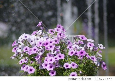 Flower landscape 118772562