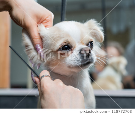 Woman cutting cute shorthair chihuahua dog in grooming salon.  118772708