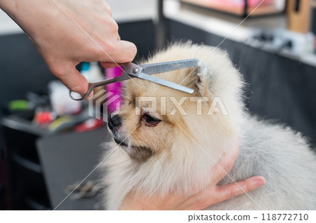 A woman makes a pomeranian haircut with scissors. Spitz dog in a grooming salon. A woman makes a pomeranian haircut with scissors. Spitz dog in a grooming salon. 118772710