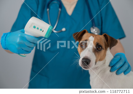 A veterinarian measures the temperature of a Jack Russell Terrier dog with a non-contact electronic thermometer. A veterinarian measures the temperature of a Jack Russell Terrier dog with a non-contact electronic thermometer. 118772711