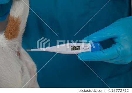 A veterinarian measures a dog's temperature rectally with an electronic thermometer. A veterinarian measures a dog's temperature rectally with an electronic thermometer. 118772712