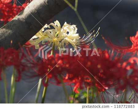 Close-up of a white spider lily bathed in the setting sun (a white spider lily in the sunlight) Close-up of a white spider lily bathed in the setting sun (a white spider lily in the sunlight) 118772883