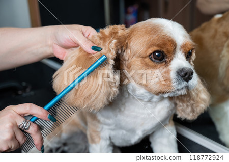 Groomer combing Cavalier King Charles Spaniel in grooming salon.  118772924