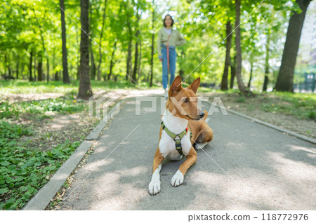 A young woman walks with an African basenji dog on a leash in the park. A young woman walks with an African basenji dog on a leash in the park. 118772976