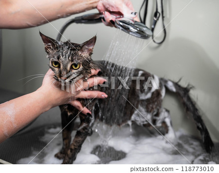 Woman shampooing a tabby gray cat in a grooming salon.  118773010