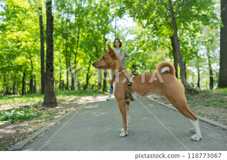 A young woman walks with an African basenji dog on a leash in the park. 118773067