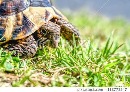 東赫爾曼陸龜在公園散步 118773247
