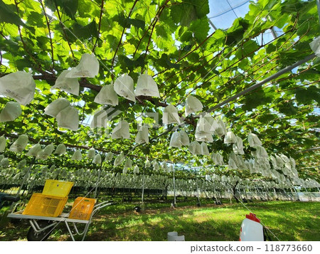 Tourist vineyard material background Tourist vineyard material background 118773660