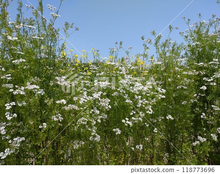 Coriander flower field Coriander flower field 118773696