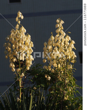 Yucca in the autumn sunset (a young tree in the autumn sunshine) Yucca in the autumn sunset (a young tree in the autumn sunshine) 118773869