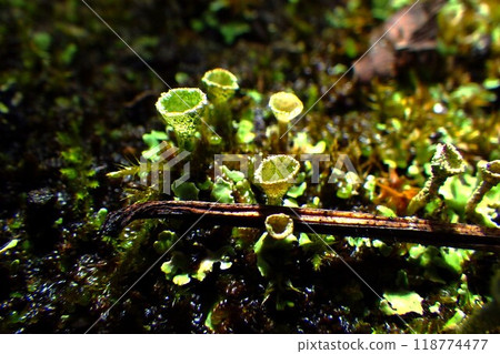 A microcosm in the forest, the beautiful nature created by moss 118774477
