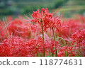 Cluster amaryllis 118774631